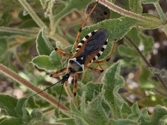 Rhynocoris punctiventris