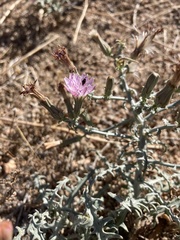 Stephanomeria parryi