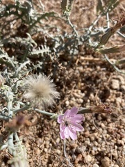 Stephanomeria parryi