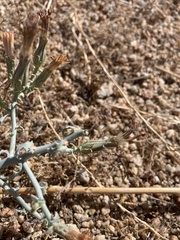 Stephanomeria parryi