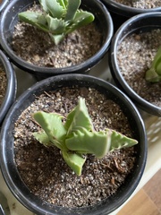 Faucaria