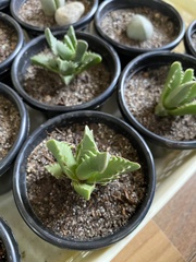 Faucaria