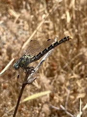 Onychogomphus