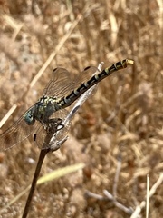 Onychogomphus