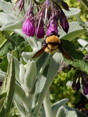 Bombus fervidus