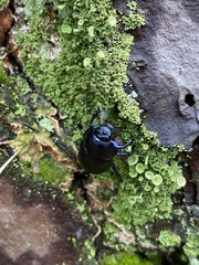 Anoplotrupes stercorosus