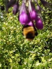 Bombus fervidus