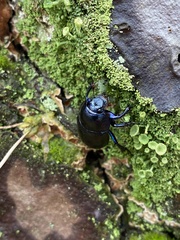 Anoplotrupes stercorosus