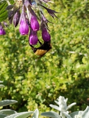 Bombus fervidus