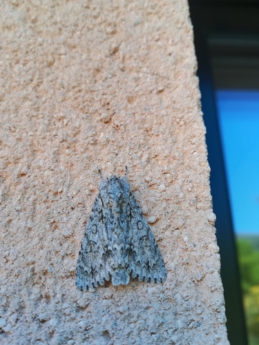 Acronicta aceris