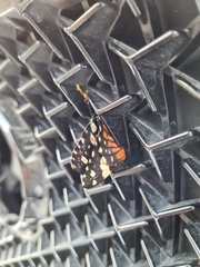 Lepidoptera