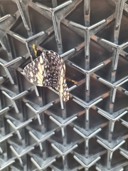 Lepidoptera