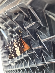 Lepidoptera