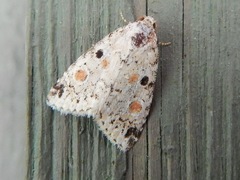 Maliattha concinnimacula