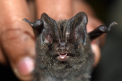 Eastern Barbastelle photo 2