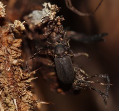 Hadrobregmus pertinax