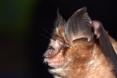 Rhinolophus lepidus