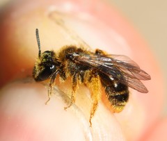 Andrena fulvago