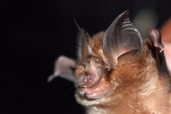 Rhinolophus lepidus