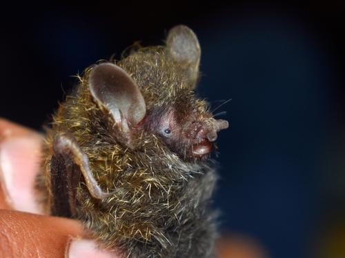 little tube-nosed bat (Murina aurata) — Data Deficient Mammalia