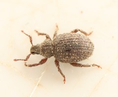 Cathormiocerus aristatus