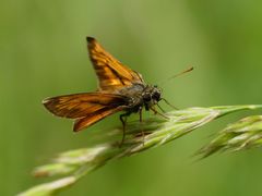 Ochlodes sylvanus