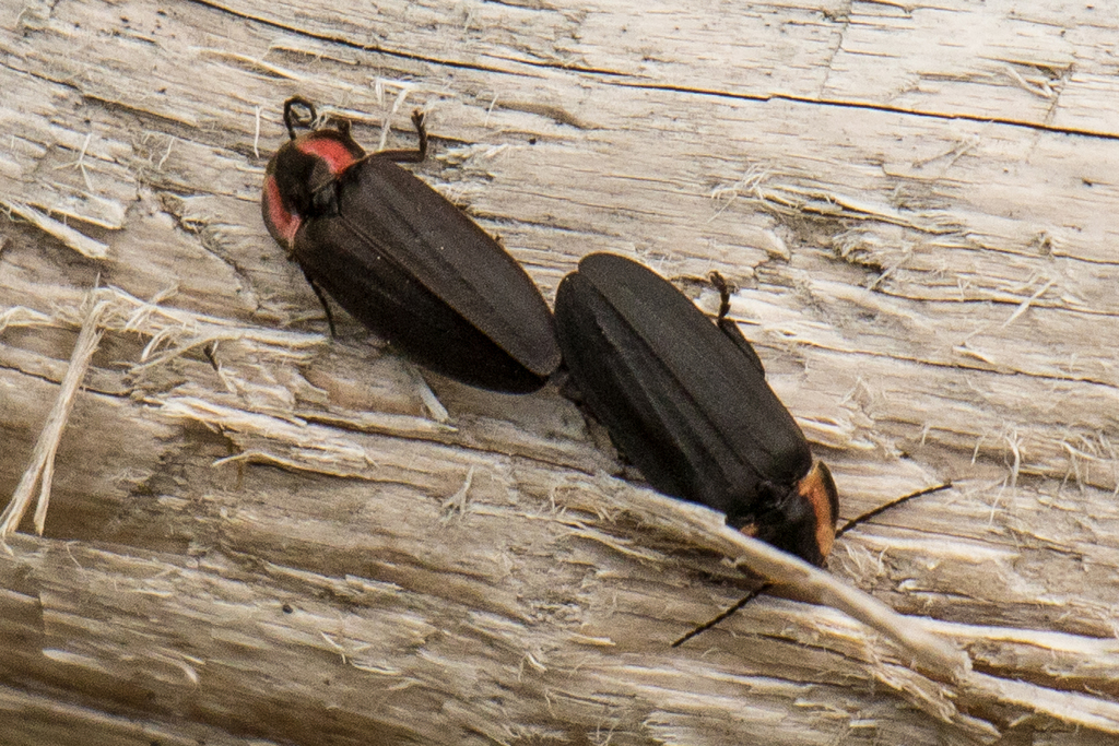 Green's Firefly