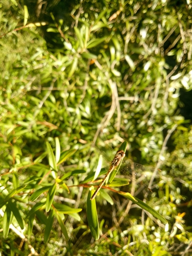 Diplacodes bipunctata