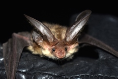 Ward's Long-Eared Bat photo 2