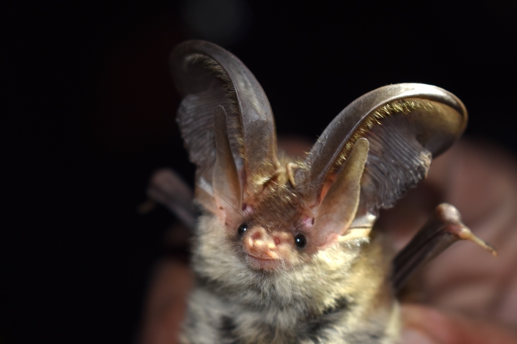 Ward's Long-Eared Bat