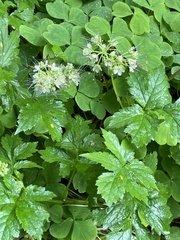 Hydrophyllum fendleri