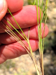 Stipa juncea