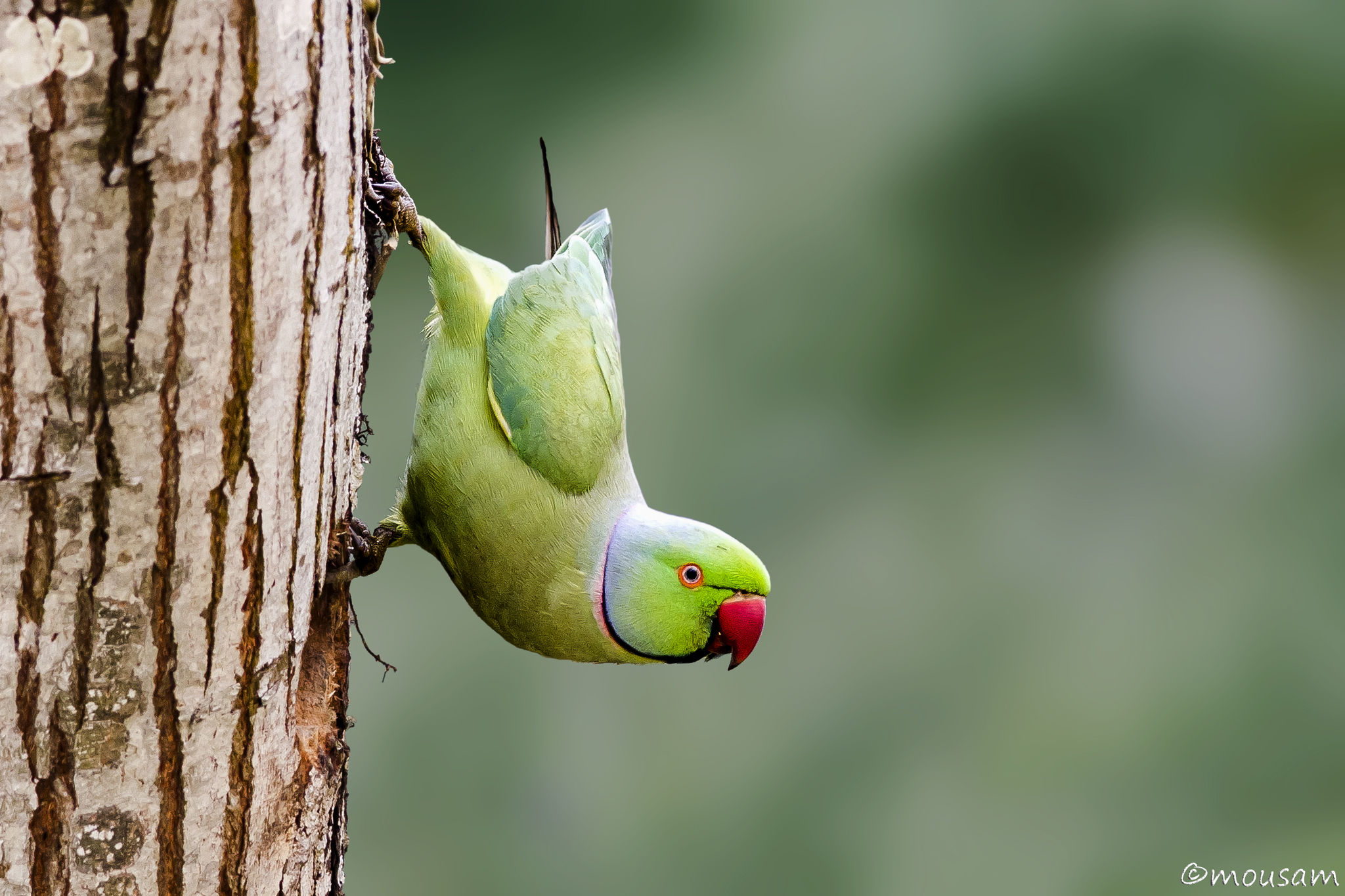 File:Rose-ringed Parakeet eating leaves.JPG - Wikimedia Commons