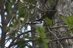 Ficedula speculigera