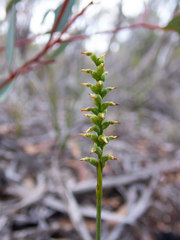 Genoplesium nigricans