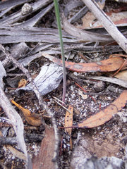 Genoplesium nigricans