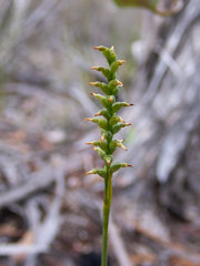 Genoplesium nigricans