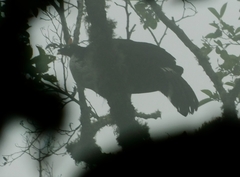 Oreophasis derbianus