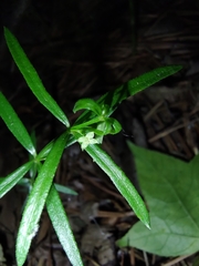 Galium uniflorum