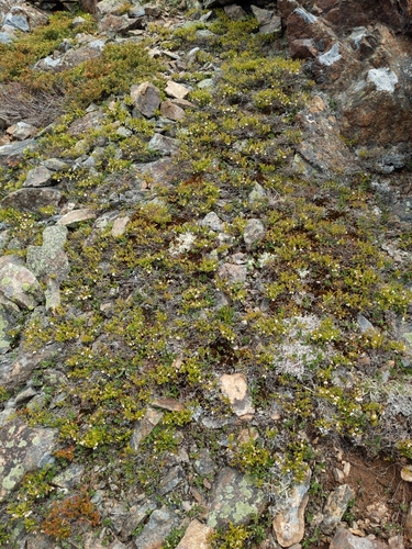 Image of Vaccinium boreale by (c) Tyler Smith, some rights reserved (CC BY-SA)