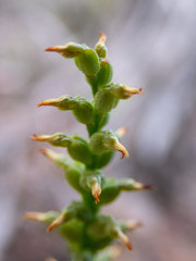 Genoplesium nigricans