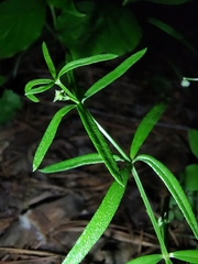 Galium uniflorum