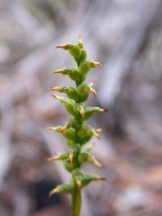 Genoplesium nigricans