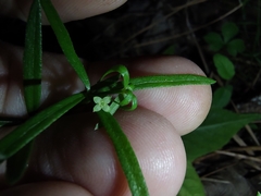Galium uniflorum