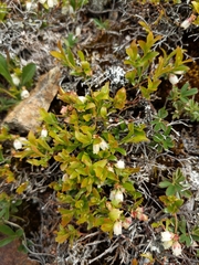 Vaccinium boreale