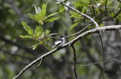 Ficedula speculigera