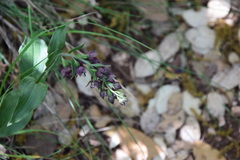Epipactis helleborine tremolsii