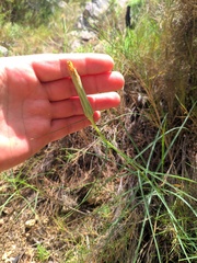 Scorzonera angustifolia