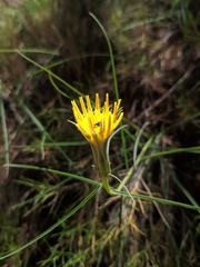 Scorzonera angustifolia