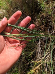 Scorzonera angustifolia